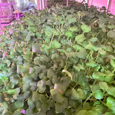 Green Radish Microgreens